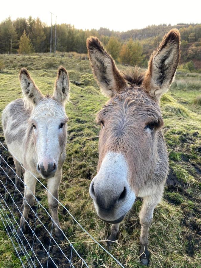 Fernhill Valley Farm Blaencwm Zewnętrze zdjęcie